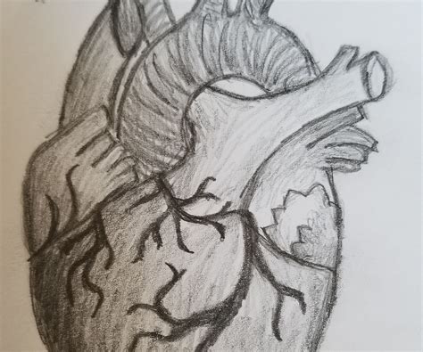 Realistic Heart Drawings