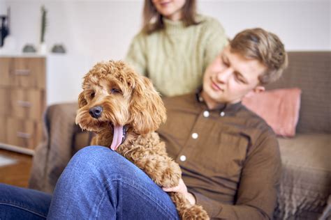 Image result for Cockapoo Temperament