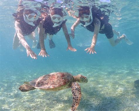 Miyako Island | Outstanding transparency! Snorkeling with sea turtles ...