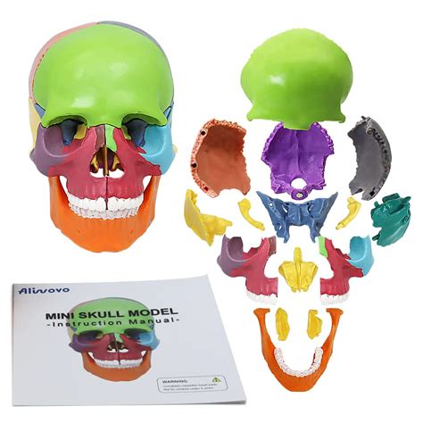 Buy Anatomy Skull Model Aliwovo Human Anatomical Skull 15-Parts Puzzle ...