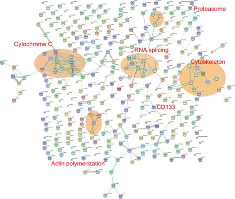 STRING Database Tutorial 的图像结果