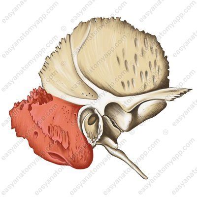 Image result for Temporal Bone Mastoid Process