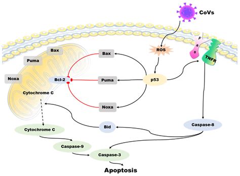 Roles of p53-Mediated Host–Virus Interaction in Coronavirus Infection