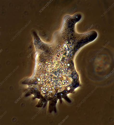 Image result for Amoeba Microscopy