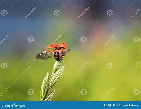 Funny Little Beautiful Red Ladybug Flies Up To the Sun with a Bl Stock ...