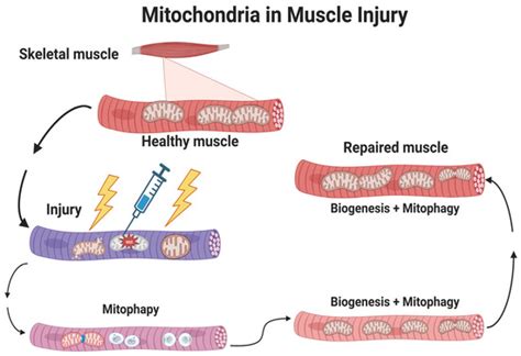 The Role of Mitochondria in Mediation of Skeletal Muscle Repair