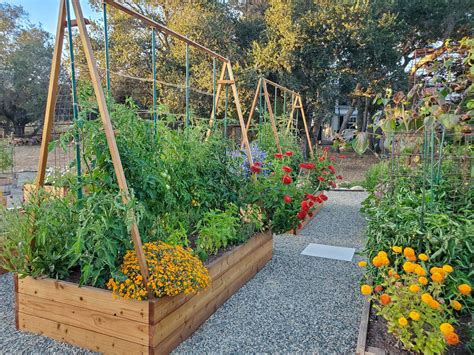 The Ultimate Guide to Growing Giant Tomato Plants with a Simple DIY System – New and Tips
