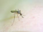 You're not imagining things – mosquitos like you more when you're ...