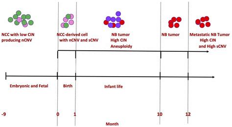 Why Is Aneuploidy Associated with Favorable Outcome in Neuroblastoma?