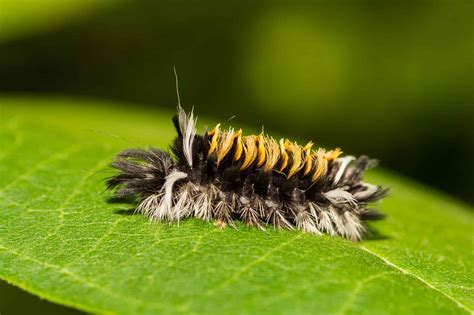 Tussock Moth Caterpillar Animal Facts - Erebidae - A-Z Animals