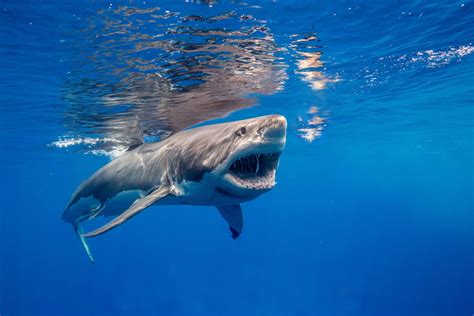 Great White Shark vs Orca: A Comparative Analysis of Two Apex Predators