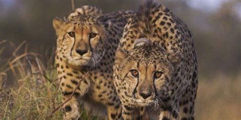 Are African Countries Refusing to Send Their Cheetahs to India? - The Wire