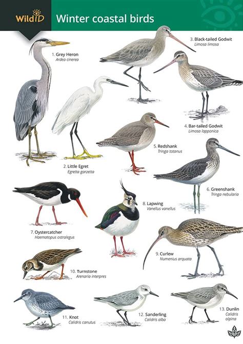 Guide to winter coastal birds: OP179 (FSC Fold-out chart) : Loughran ...
