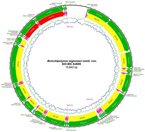 Phylogenetics of Lepidonotopodini (Macellicephalinae, Polynoidae ...