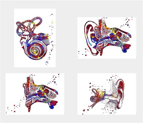 General ART Human Anathomy Ear Canal Inner Cochlea Vestibular System ...