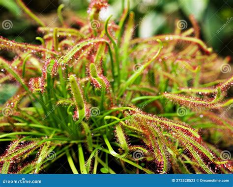 Sundew Carnivorous Plant ,Drosera Anglica ,insectivorous Plants, Meat ...
