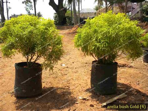 Best Nursery In Kadiyam -Sri Satyanarayana Nursery