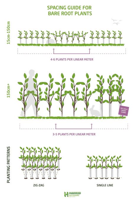 Bay Laurel Hedging Plants - Laurus Nobilis | Harrod Outdoors