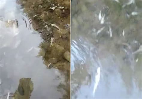 Ekološka katastrofa na Neretvi, ribari tvrde: Stotine tisuća mrtvih ...