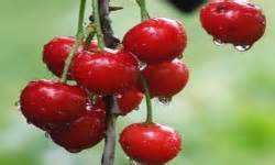 Ficksburg - Where To Stay