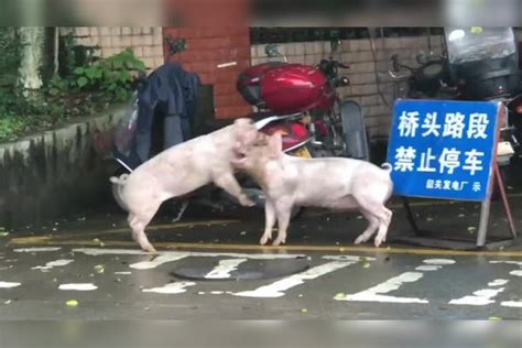 街头有两头猪在打架！被路人拍了下来，网友：猪也会打架！_路人_两头_网友