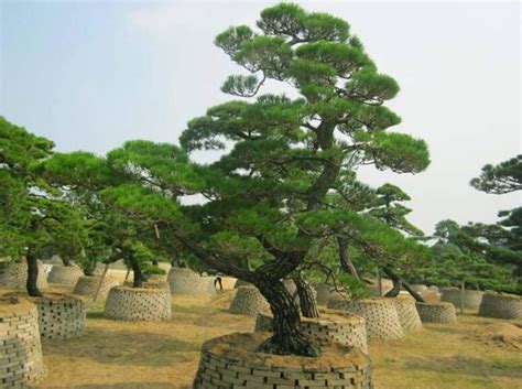 黑松 日本黑松 造型黑松松 庭院 景观 风景树-阿里巴巴