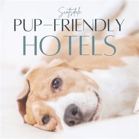 Pet-Friendly Hotels In Scottsdale – The Scottsdale Living