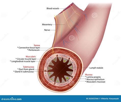 Small Intestine Diagram. Cross-section Of A Typical Segment Of The Intestinal Wall Showing The ...