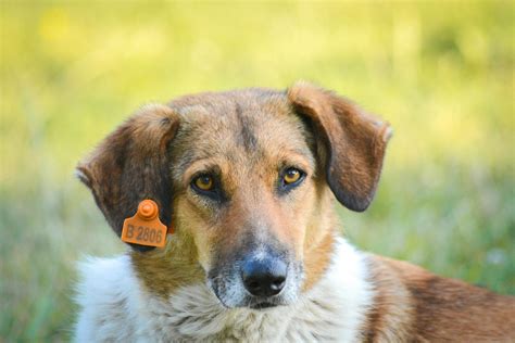 Understanding York County Dog License Requirements and Fees