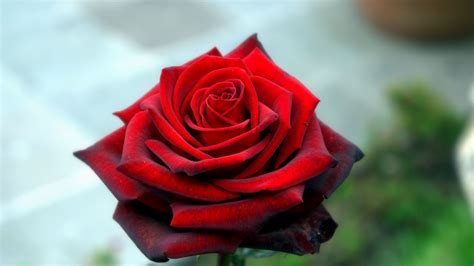 Download wallpaper 1920x1080 rose, petals, red full hd, hdtv, fhd ...