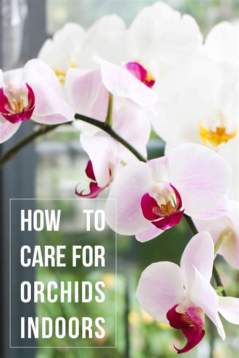 How To Properly Care For An Orchid Plant at Douglas Reddin blog