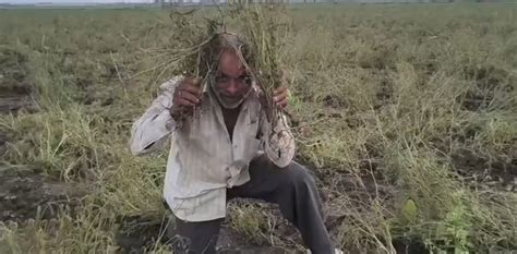 Ajma Crop Damage in Gujarat: અણધાર્યા વરસાદે ખેડૂતોની આશા પર પાણી ...