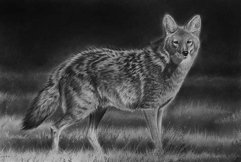Coyote Drawing | Graphite Drawings
