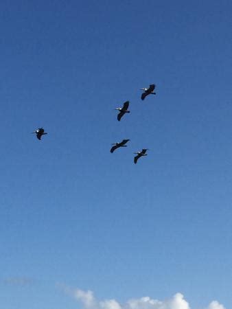 Everglades Birding (Everglades National Park) - 2021 What to Know ...