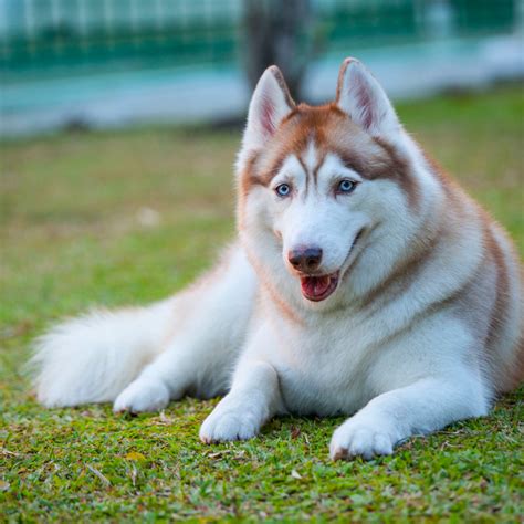 Red Siberian Huskies With Blue Eyes