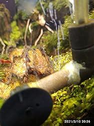 Seachem Purigen, 100 ml : Amazon.in: Pet Supplies