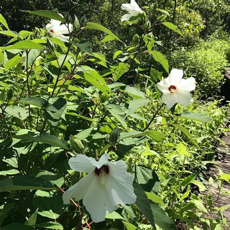 POCOSIN LAKES NATIONAL WILDLIFE REFUGE - All You Need to Know BEFORE ...