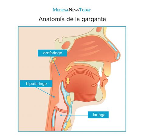 Throat In Spanish