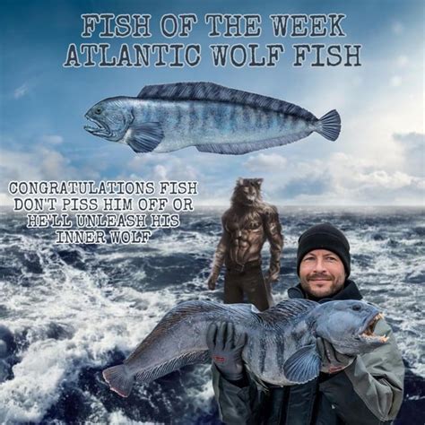 mt wolf fish and gameDownload it from mt wolf fish and game for free9.16