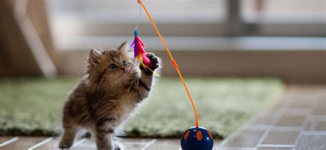 10 Best Cat Toys in 2025 Full Reviews: 😺 Cat Toys Types Comrehensive Guide - mypetguru.com