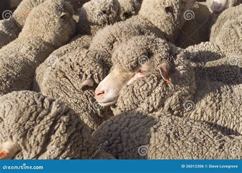 Australian Merino Wool Sheep Farm Located Outside Of Griffith, In New ...