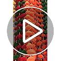 Khadgatta Handicrafts Wall Door Pom Pom String With Golden Beads, Big ...