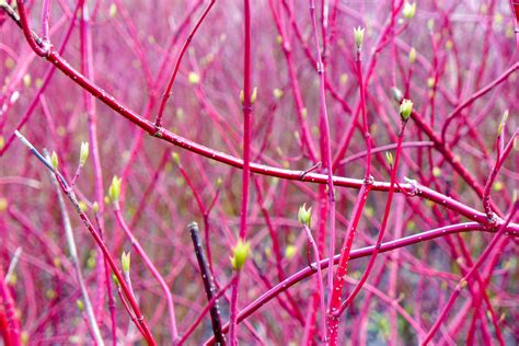 Variegated Red Twig Dogwood