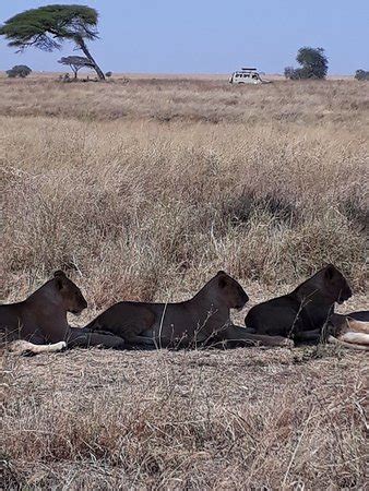 Tanzania Safari Tour (Medemblik) - All You Need to Know BEFORE You Go