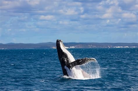 Whale in sea | Premium Photo