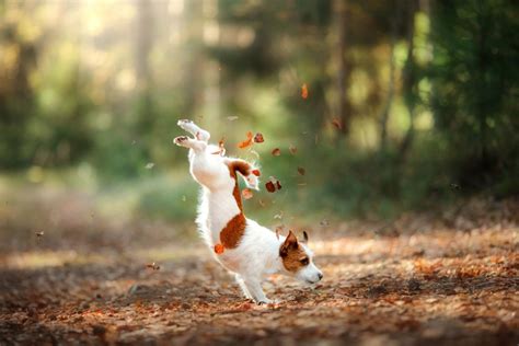Jack Russell Lifespan: How Long Do Jack Russells Live?