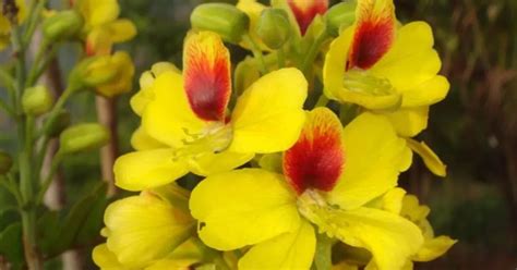 Scientists give a new name to Brazil’s national tree | Kew