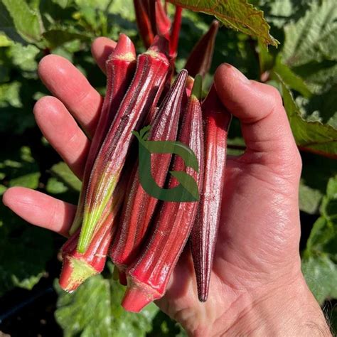 Buy Red Ladies Finger Okra Hybrid F1 Seeds - Bright, Tasty, and Easy to ...
