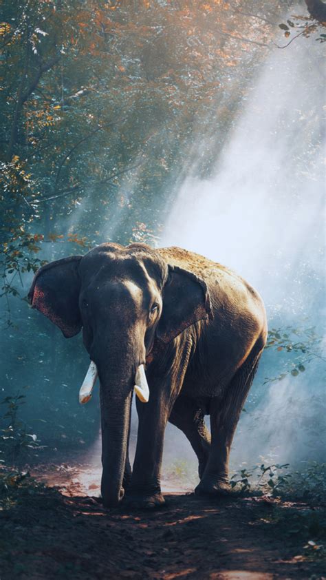 Ranveer Singh Celebrates 6 Years of Gully Boy: A Deep Dive into His ...