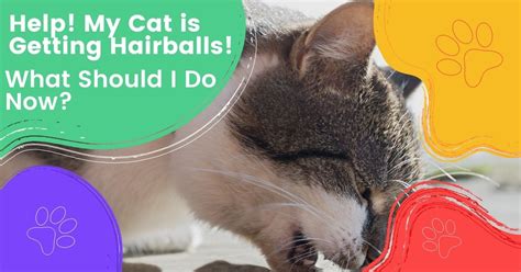 Image result for Cat Stack Sticker